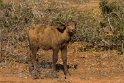 027 Timbavati Private Game Reserve, buffel
